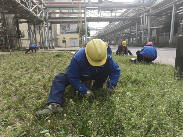 3月22日，行政保衛(wèi)部趙師傅等人在道路兩旁清除雜草。.jpg